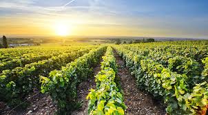 Vineyard landscape