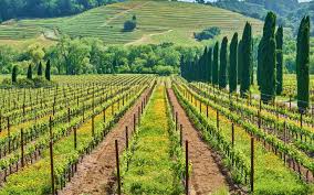 Vineyard background